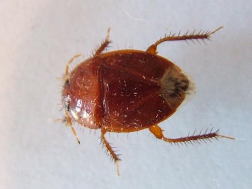 Réf. 237 400 : Macroscytus brunneus